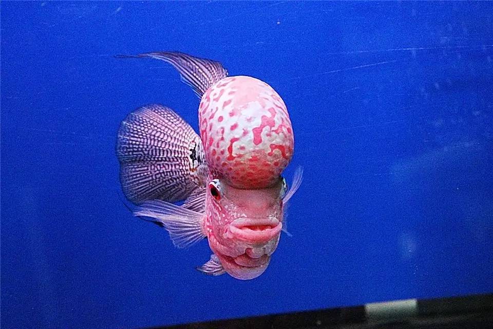 水质管理技巧视频,水质管理的基本方法