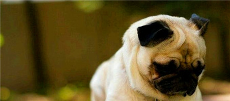 纯种巴哥犬习性巴哥犬有哪些生活习惯