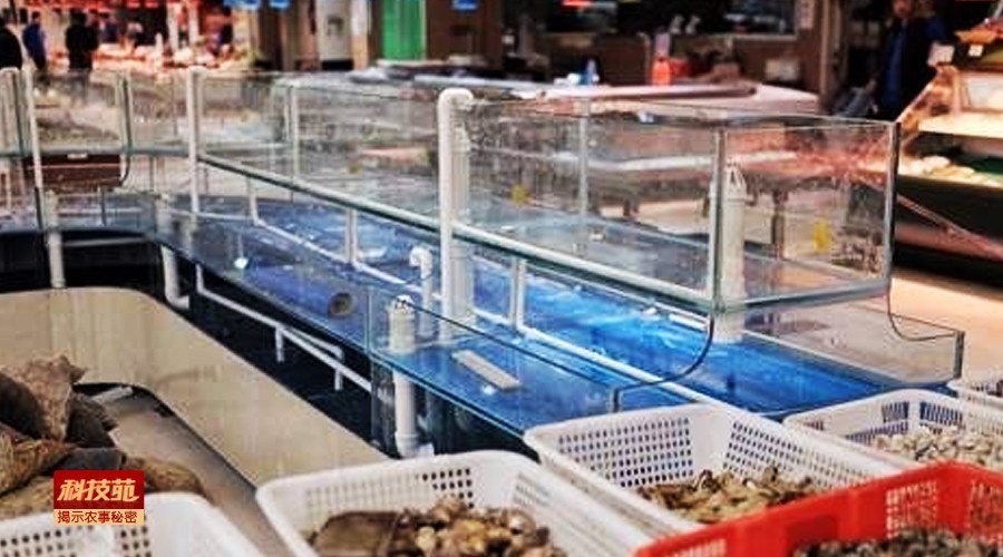 水产养殖对孔雀石绿禁用吗,孔雀石绿水产养殖