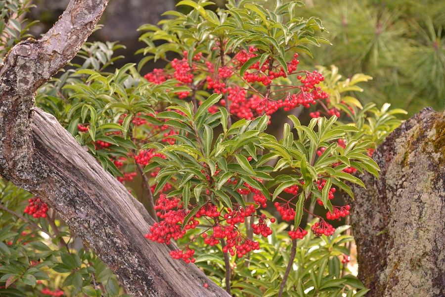 阿含桐山杯视频,阿含桐杯决赛视频完整版