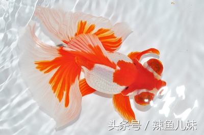 冬季适合养什么观赏鱼,冬天适合养什么观赏鱼小型