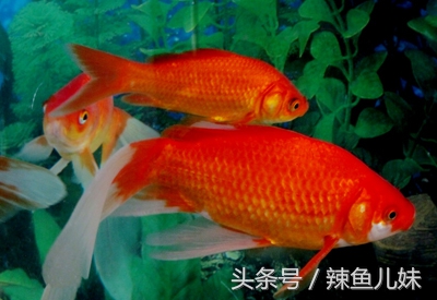 冬季适合养什么观赏鱼,冬天适合养什么观赏鱼小型