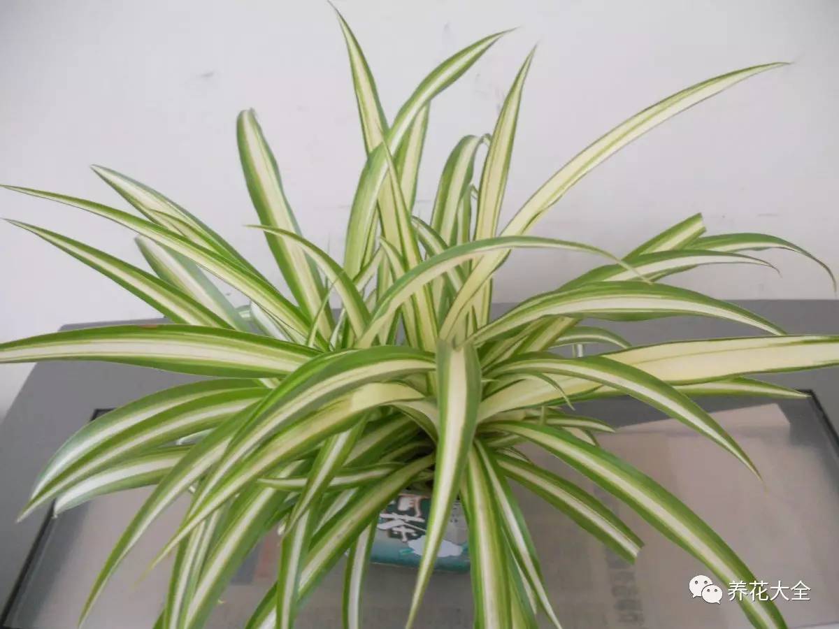 吊兰的种类有哪些哪种适合室内养 (10种公认最好养的花吊兰)