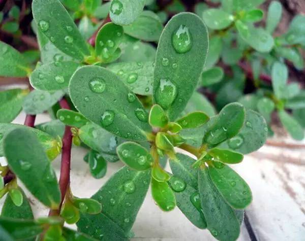 农村里常见的野草是药吗,农村常见野草中草药