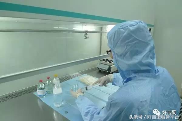 好吉蛋养殖新思路,好吉蛋