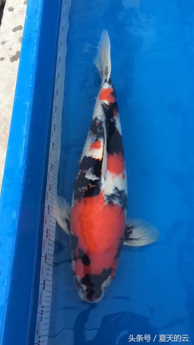 红锦鲤变黑的原因,锦鲤鳞片变黑怎么办