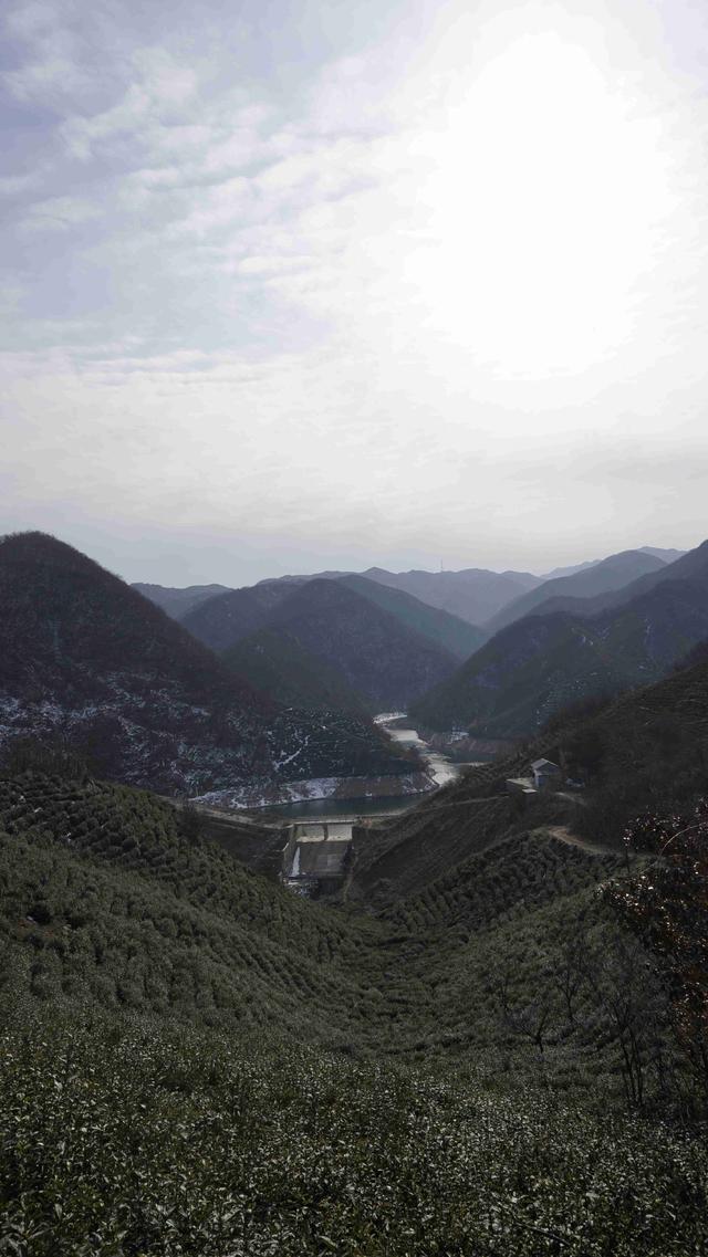 信阳毛尖制作全过程图,信阳毛尖的制作过程