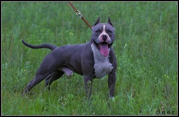 盘点十大帅气猛犬你值得拥有,十大猛犬排名加纳利