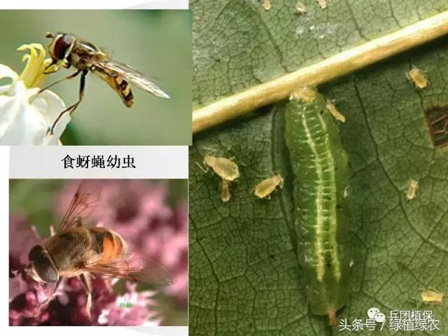 棉蚜治理,棉蚜严重怎么治