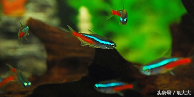 灯鱼为什么会得霓虹灯病,灯科鱼为什么养不长时间就死了