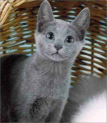 俄罗斯蓝猫怎么养才是正确的,宠物蓝猫照片