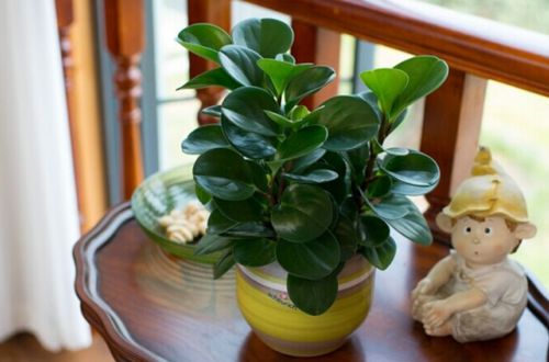 碧玉叶子上有小洞是什么原因,碧玉掉叶子是什么原因