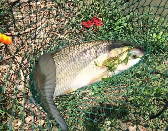 闇插彴澶氳倝鑺卞洯椁愬巺,澶氳倝妞嶇墿椁愬惂