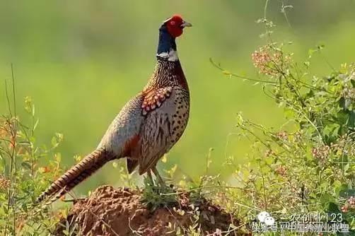 适合富人的18个创业项目养殖生意,养殖行业最赚钱的项目是哪个