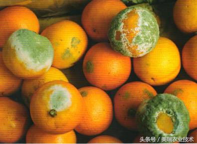 柑橘病虫害管理及营养管理ppt,柑橘花露白时应防治好哪些病虫害