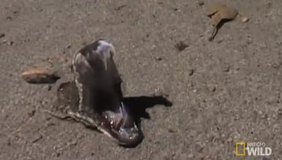 杀蛇为什么要切尾巴,杀蛇为什么没有蛇皮