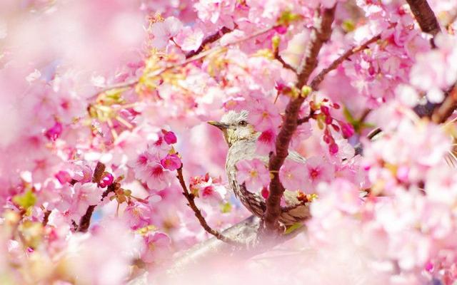 自驾游中的桃花运,出行时桃花运爆棚小技巧