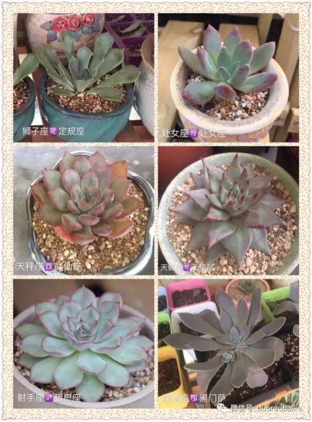 养肉肉的感悟,养多肉谨记好3招专治多肉难上色