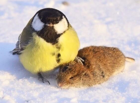 鸟界平头哥，传说中的“食脑狂魔”、“僵尸鸟”，霸气侧漏！