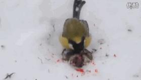 鸟界平头哥，传说中的“食脑狂魔”、“僵尸鸟”，霸气侧漏！