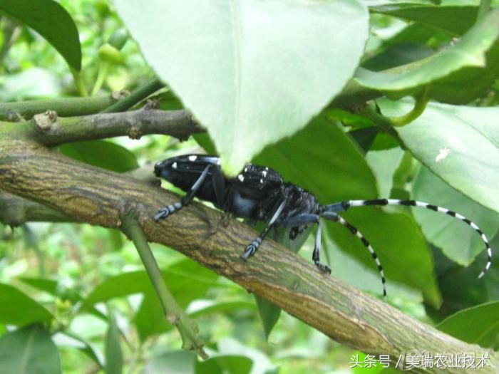 柑橘病虫害管理及营养管理ppt,柑橘花露白时应防治好哪些病虫害