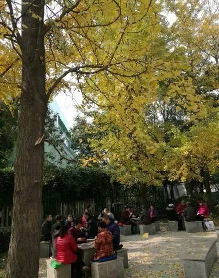 成都最后的银杏,成都附近最值得看的银杏