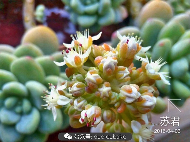 劳尔罗琦很香吗,劳尔与罗琦