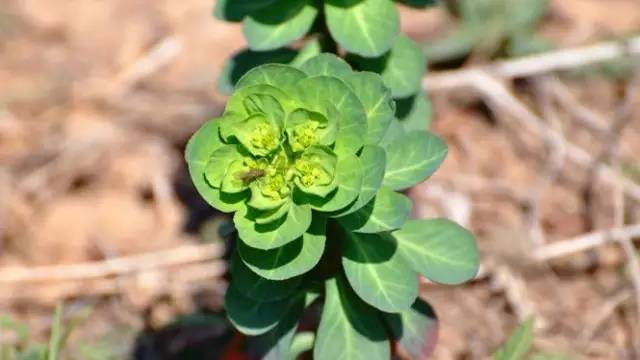 单个原发性小肝癌可以治愈吗,转移性小肝癌真的能彻底治愈吗