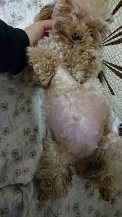 泰迪怀孕了会变得很瘦吗,泰迪怀孕后期为什么特别瘦