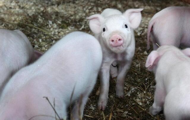 养猪和养羊哪个赚钱,养鸡和养猪哪个赚钱