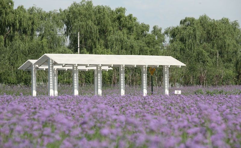 中国最大的薰衣草庄园,世界最漂亮的薰衣草庄园图片