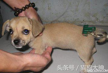 去宠物医院怎么看病,狗狗后腿体温测量方式