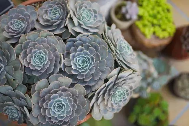 闇插彴澶氳倝鑺卞洯椁愬巺,澶氳倝妞嶇墿椁愬惂