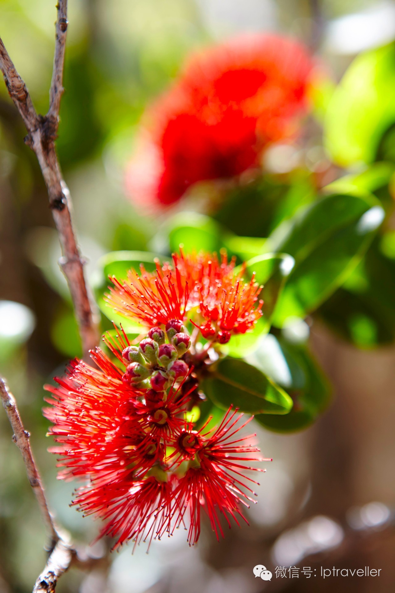 星球坐标|夏威夷:发现惊喜之地2017这样玩转Aloha之夜