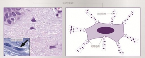 兰蔻立体塑颜按摩霜,兰蔻按摩霜怎么用法