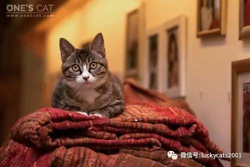 会拍猫的都是好小伙｜你说这些猫咪这么美，我说是的！