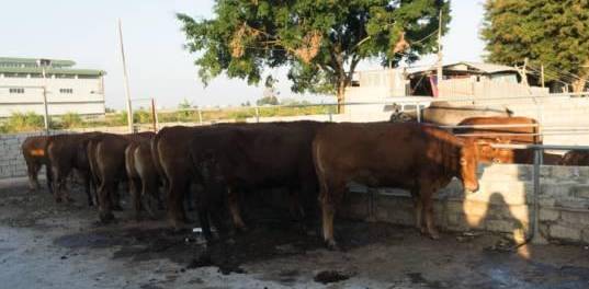 潮汕牛肉火锅每日三牛,潮汕牛肉火锅三涮