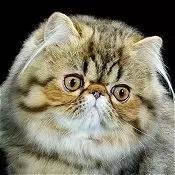 波斯猫眯着它的双眼抖音,波斯猫的眼神