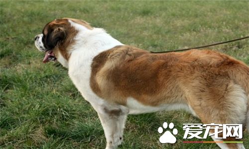 圣伯纳犬是不是中亚牧羊犬,中亚牧羊犬跟圣伯纳犬谁的头最大