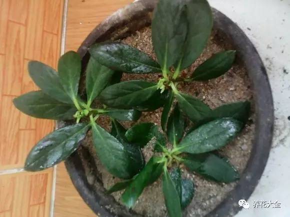 快死的花埋沙里能救活吗,快死的花