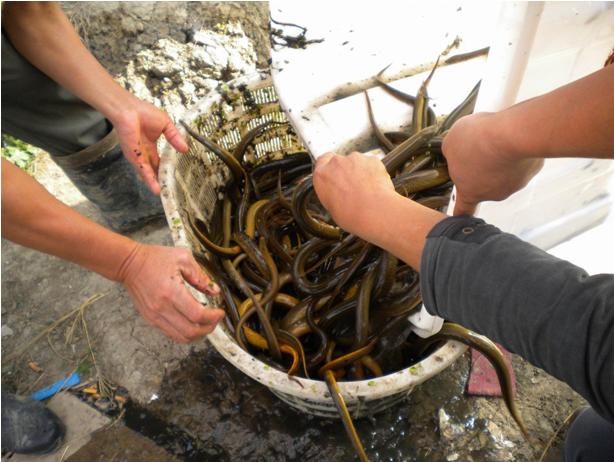 网箱养殖黄鳝的流程,黄鳝养殖技术及运输