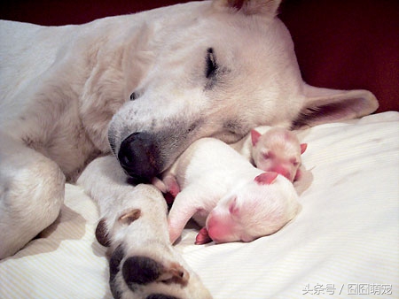 狗狗坐月子准备什么,狗狗妈妈坐月子要多久