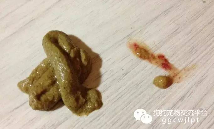 狗狗急性肠胃炎拉稀带血怎么治,狗狗又吐又拉稀带血是什么原因