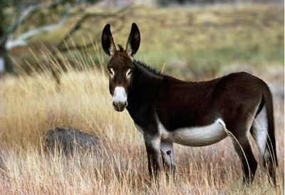 东阿阿胶来自哪,东阿为什么盛产阿胶