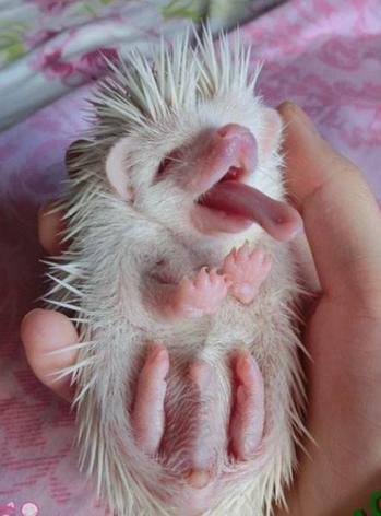 异宠:刺猬界的侏儒——非洲迷你刺猬