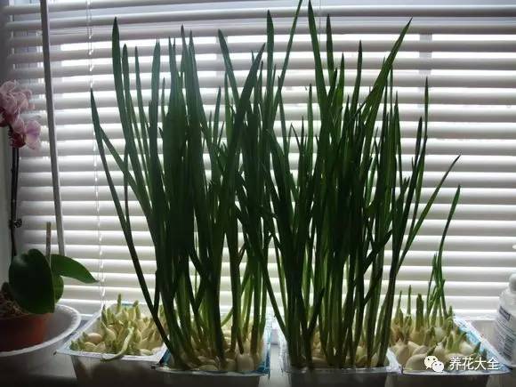 在家怎样水培种植物,50种水生植物最好养的水培花