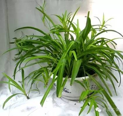 吊兰妙招,学会这四招轻松把花养得枝繁叶茂