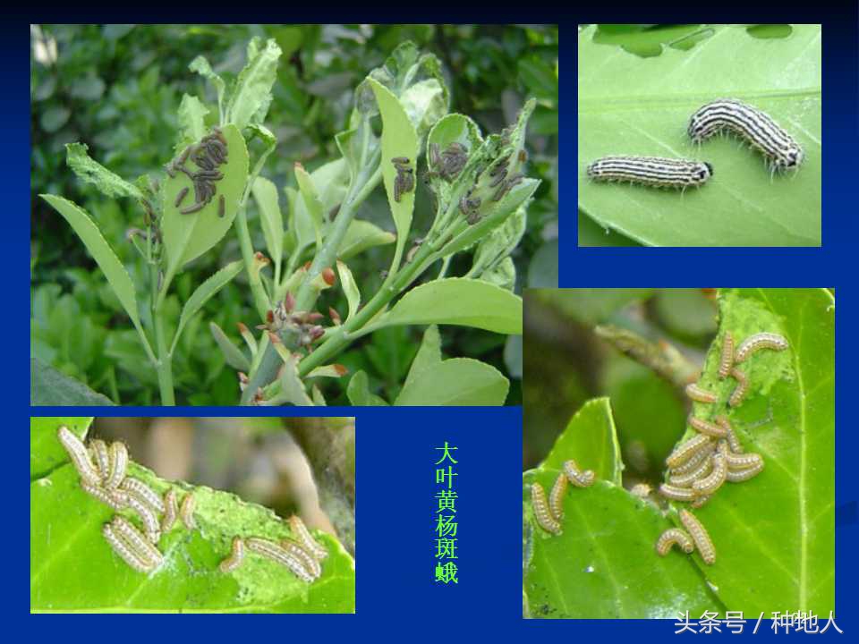 会吃叶子的虫子有哪些,哪些虫子爱吃树叶虫