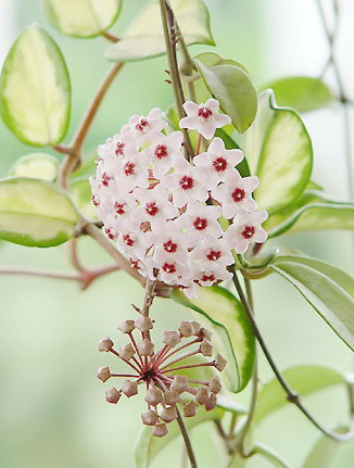 你知道为什么你养的多肉养不好吗,开花香又好养的球兰