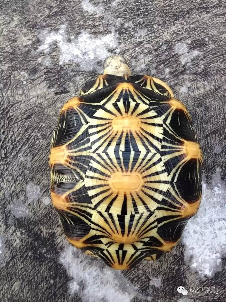 辐射陆龟名字由来,辐射陆龟是什么